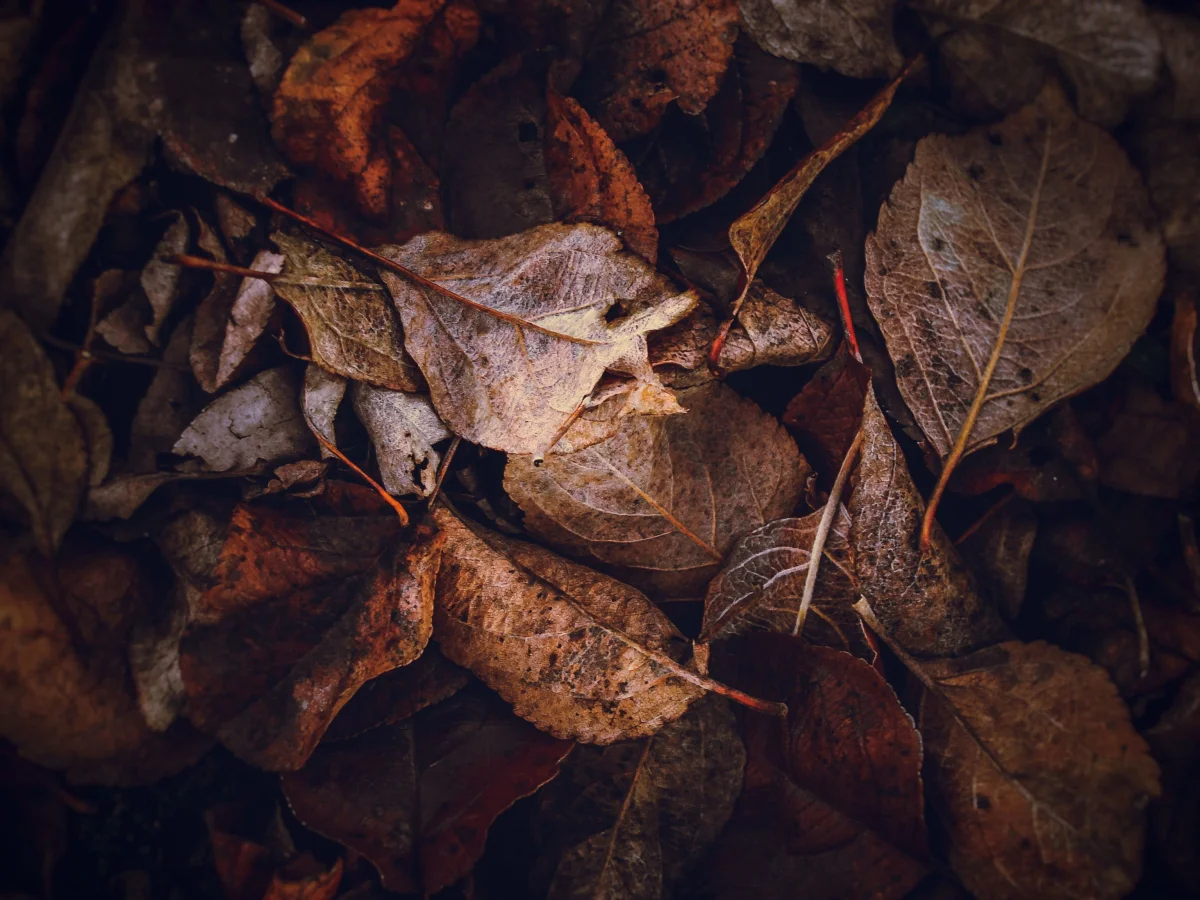 fall color palette browns terracotta - Cozyner